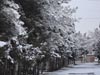 Next picture :: Wallpaper - Quetta Snowfall January 2012 (10) - 4608 x 3456